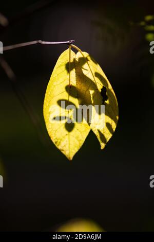 Gelbe Herbstblätter, die durch Sonnenlicht auf dunklem Hintergrund beleuchtet werden. Magie der Lichter und Schatten. Herbstpostkarte Stockfoto