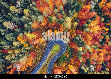 Luftaufnahme von Wald und Bäumen im Herbst mit einer engen Kurve einer Bergstraße. Bild von einem Roadtrip oder Rennen in der Natur. Stockfoto