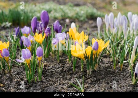 Schöner Frühlingshintergrund mit einer Nahaufnahme einer Gruppe blühender violetter und gelber Krokusblüten auf einer Wiese: Eine schöne Gruppe von Krokussen unter t Stockfoto