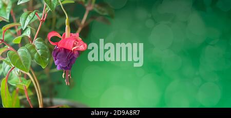 Schöne blühende Fuchsia Pflanze. Rosa und lila Blüten auf einem hellen Hintergrund. Blumenhintergrund. Stockfoto