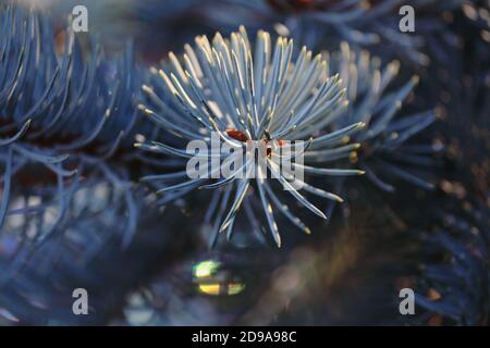 Ein flauschiger Ast einer blauen Fichte mit hellen Nadeln, die im Sonnenlicht im Freien in einer Sonnenblendung aus der Nähe leuchten. Neujahrskarte. Weihnachten Hintergrund. Stockfoto