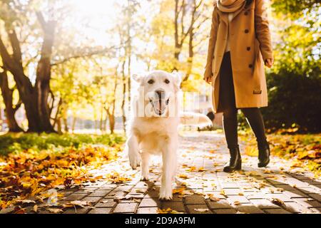 Anonymouse Frau Spaziergang mit ihrem Laufhund golden Retriever im Herbst sonnigen Park. Stockfoto