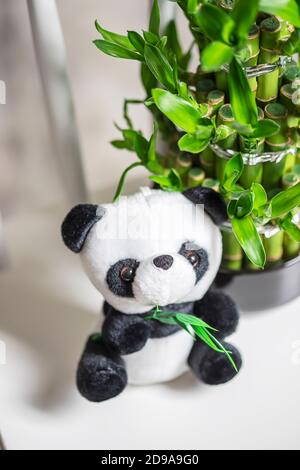 Plüsch Spielzeug Panda, grüne Bambuspflanze in einem Topf auf einem weißen Stuhl. Kleine Pflanzen in einer Vase, um das Haus und Bürogebäude zu schmücken. Stockfoto