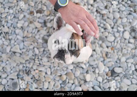 französisch Bulldog Blick nach oben auf eine Kamera und wartet auf Besitzer Haustier oder Umarmung. Kleiner Hund sitzt auf einem Kieselstein. Männliche Hand streicheln den Hund. Stockfoto