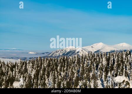 Krivanska Mala Fatra und Babia hora Hügel mit Wald auf Die Vorderseite von Krizava Hügel im Winter Lucanska Mala Fatra Gebirge in der Slowakei Stockfoto