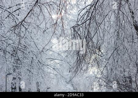 Bäume unter dem Schnee im Winter, Blick von unten Stockfoto