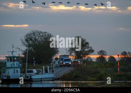 04. November 2020, Sachsen-Anhalt, Rogätz: Die Elbfähre Rogätz bringt die ersten Pendler im Morgengrauen über den Fluss. Mitteldeutschland steht vor einem sonnigen Tag. Es wird kälter sein als in den letzten Tagen. Foto: Klaus-Dietmar Gabbert/dpa-Zentralbild/ZB Stockfoto