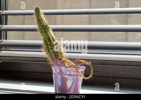 Flauschiger Mini-Kaktus in einer rosa Deko-Vase, die im Sonnenlicht vom Fenster hinter den Jalousien steht, durch die man die Betonstruktur sehen kann. Stockfoto