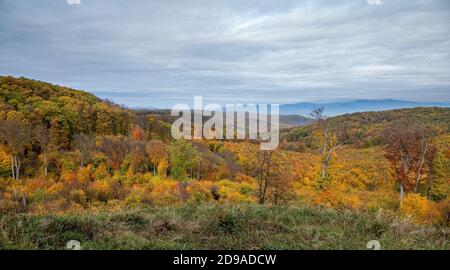 Blick auf schöne orange und rote Herbstwald Stockfoto