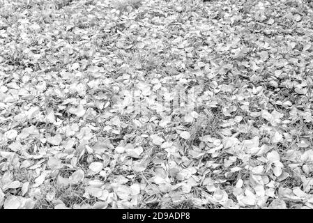 Schwarz-weißer Teppich aus Herbstblättern und Grashalmen, gefrorener Teppich. Stockfoto