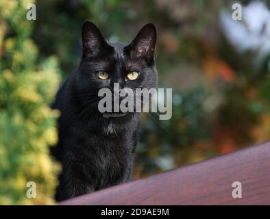 Kleine schwarze Haustier Katze Jagd Vögel und Mäuse im städtischen Garten. Stockfoto