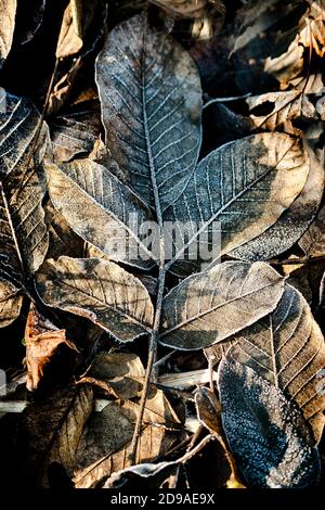 Gefallenes gefrorenes Walnussblatt in hellem Wintersonnenlicht Stockfoto