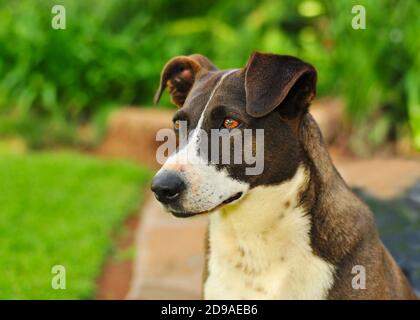 Porträt eines Hundes mit hellen Augen sitzen in der Hinterhof Stockfoto