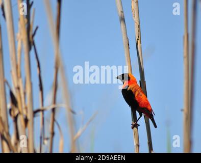 Südlicher roter Bischofsvogel (Euplectes orix), der auf Schilf um Pretoria, Südafrika, thront Stockfoto