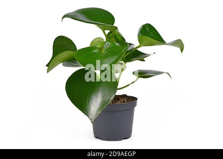 Tropische 'Peperomia Polybotrya' Zimmerpflanze mit dicken herzförmigen Blättern Blumentopf isoliert auf weißem Hintergrund Stockfoto