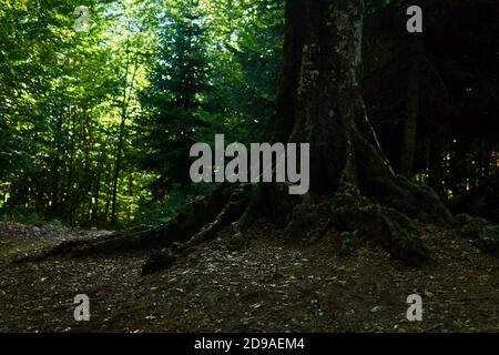 Wurzeln der alten Buche, die entlang eines Bergweges wächst Im schattigen Wald Stockfoto