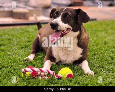 Braun und weiß Mischlingshund liegt im Garten Spielen mit dem Spielzeug Stockfoto