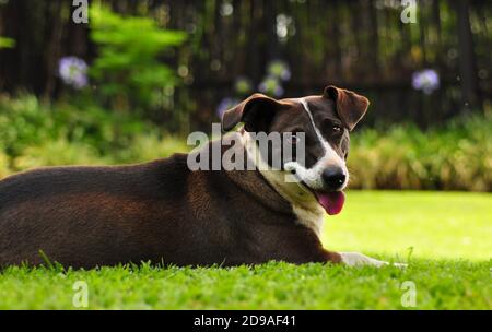 Braun und weiß Mischlingshund liegt im Garten Stockfoto