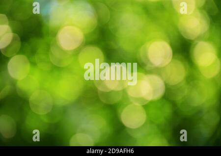 Verschwommenes grünes Bokeh, abstrakter grüner Hintergrund Stockfoto