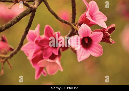 Lorbeer Baum in Blüte, schöne rosa Blüten Stockfoto