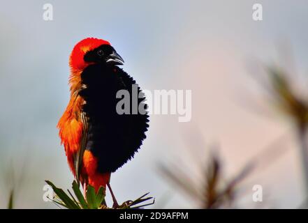 Südlicher roter Bischof männlicher Vogel (Euplectes orix), der auf Schilf thront und Weibchen für die Paarung anzieht, Pretoria, Südafrika Stockfoto