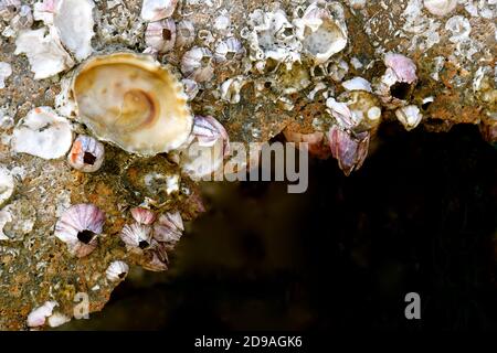 Ein Felsvorsprung auf einer Strandhöhle, die mit Seepocken, Limetten und anderen verschiedenen verkalkten Muscheln übersät ist. Stockfoto