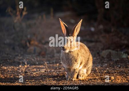 Europäischen Kaninchen (Oryctolagus Cuniculus) Stockfoto