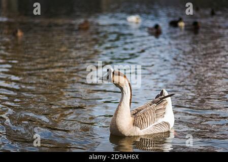 chinesische Gans im Winter, Spanien Stockfoto