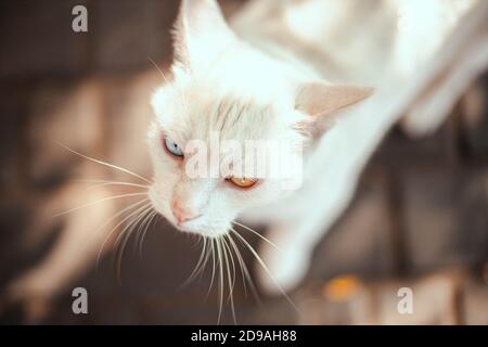 Schöne weiße Fellkatze mit bunten blauen und gelben Augen, von oben, aus der Nähe. Kätzchen mit verschiedenen farbigen Augen. Stockfoto