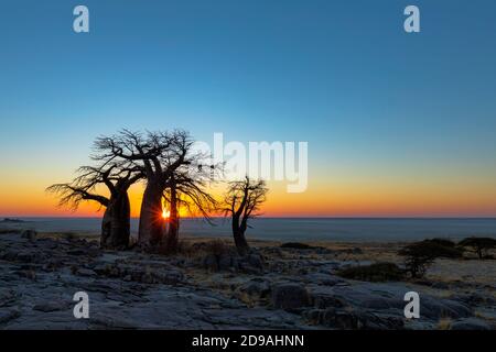 Sonne starburst hinter Baobab Bäume Stockfoto
