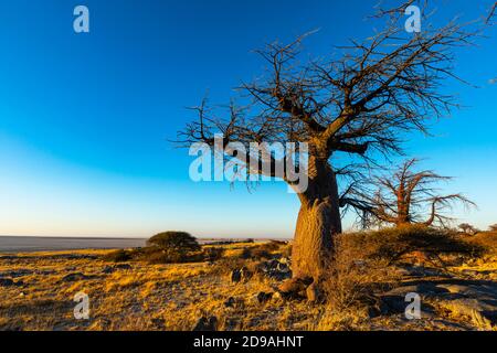 Baobab Baum im goldenen frühen Morgenlicht Stockfoto