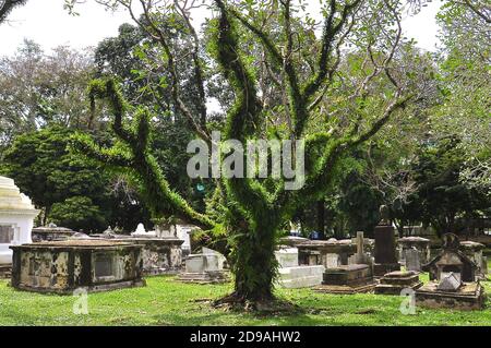 Alter Friedhof mit einem reifen Frangipani Baum bedeckt mit grünem Moos und Farnen. Stockfoto