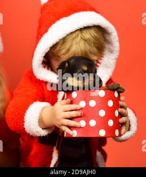 Der kleine Weihnachtsmann hält den kleinen Hund in der gepunkteten Schachtel. Junge in Weihnachten Kapuze kuschelt mit Welpen. Neues Jahr des Hundekonzepts. Kind mit versteckten Gesicht Auspacken Geschenk-Boxen mit Welpen auf rotem Hintergrund. Stockfoto