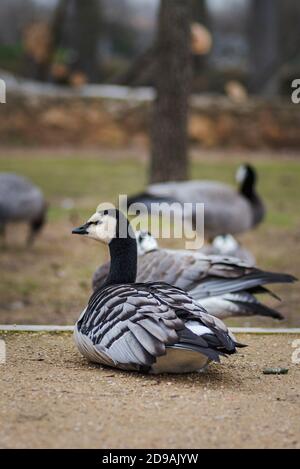 Schwarze und weiße Ente, Barnacle Gans, Branta leucopsis, einzelne Wildgans, die auf dem Gras ruht, Spanien Stockfoto