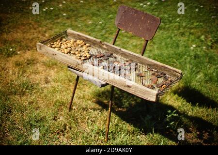 Getrocknete Früchte in Holzpalette auf dem alten Stuhl im Garten. Stockfoto