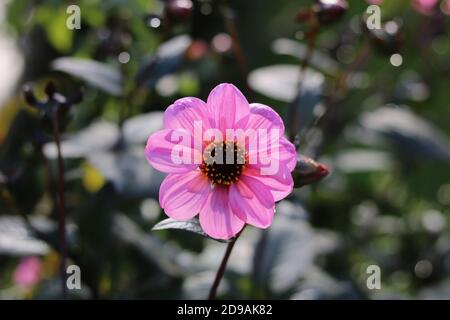 Einzelne rosa Blume mit dunklen Staubgefäßen auf weichem grünem Hintergrund Stockfoto