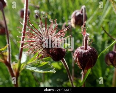 Wasser rabt Samenkopf und Blumen Stockfoto