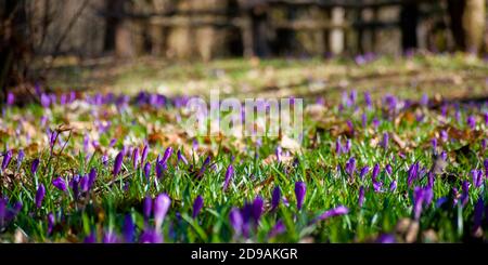 crocus Blumen aus nächster Nähe auf der Waldlichtung. Schöne Naturkulisse an einem sonnigen Tag Stockfoto