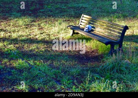 Setzen Sie sich nicht hier ein. Ein Totenschädel, der auf einer Bank in einem Park ruht. Symbol für Gefahr, Risiko, Tod. Ist gestorben. Einsamkeit und Ende des Lebens. Pandemie Stockfoto