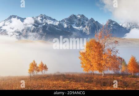Glänzender Baum auf einem Hügel mit sonnigen Balken im Bergtal mit Nebel bedeckt. Wunderschöne Morgenszene. Rote und gelbe Herbstblätter. Karpaten Stockfoto