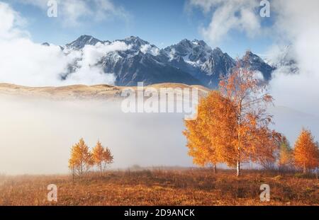 Glänzender Baum auf einem Hügel mit sonnigen Balken im Bergtal mit Nebel bedeckt. Wunderschöne Morgenszene. Rote und gelbe Herbstblätter. Karpaten Stockfoto