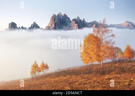 Glänzender Baum auf einem Hügel mit sonnigen Balken im Bergtal mit Nebel bedeckt. Wunderschöne Morgenszene. Rote und gelbe Herbstblätter. Karpaten Stockfoto