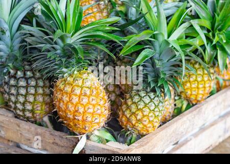 Stapel von reifen Ananas zum Verkauf auf dem Markt. Gesunde Früchte Stockfoto