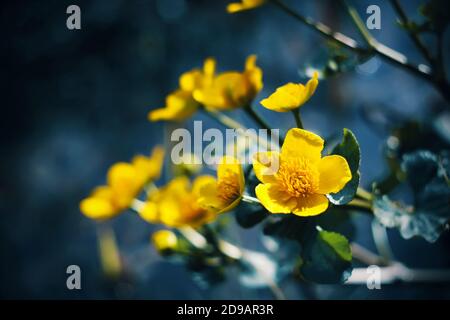 Eine leuchtend gelbe Blume mit grünen Blättern wächst im dunklen Sumpf nahe dem Wasser, beleuchtet durch Sonnenlicht. Sommer. Stockfoto