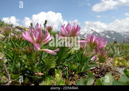 Alpenklee wächst auf der Weide auf den Schweizer Alpen Stockfoto
