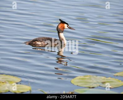 Große Haubenmürbe Podiceps christatus Stockfoto