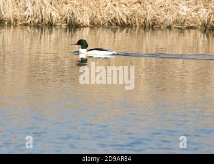 GEMEINER MERGANSER Mergus Mreganser goosander Stockfoto