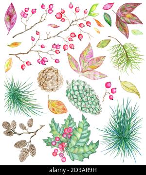 Weihnachten und Neujahr botanische Set mit Kiefer und Nadelbaum Zweige, Beere, Blatt und Kegel isoliert auf weiß. Handgezeichnet vintage Aquarell illustratio Stockfoto