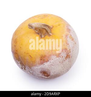 Verrotteten Kürbis auf weißem Hintergrund Stockfoto