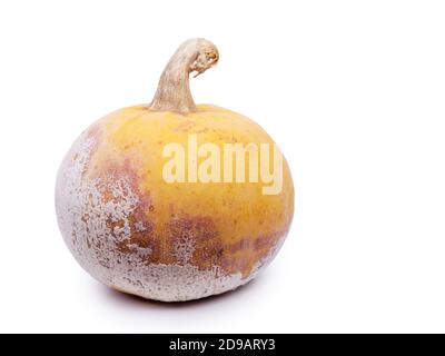 Verrotteten Kürbis auf weißem Hintergrund Stockfoto